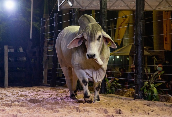 Hoy martes, Brahman realiza el Remate de las Estrellas en la Expo MRA