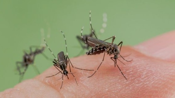 Salud registra descenso de afectados por dengue y chikungunya