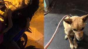 Perro fue atado de patas y hocico y lo metieron en una bolsa