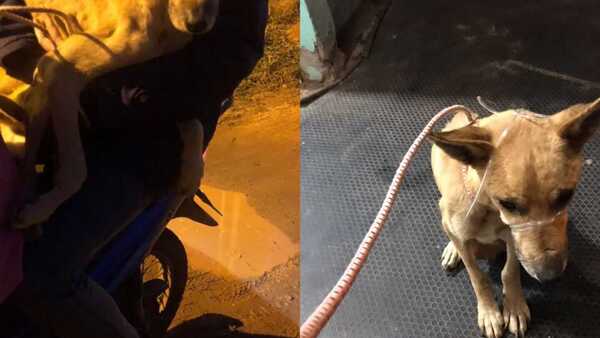 Perro fue atado de patas y hocico y lo metieron en una bolsa