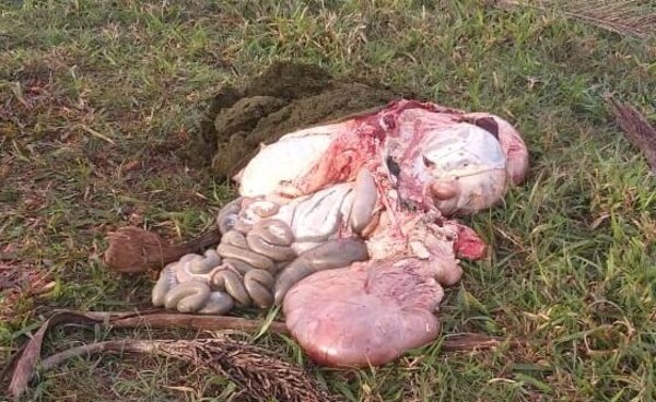 Abigeos faenan vaca preñada en Hernandarias