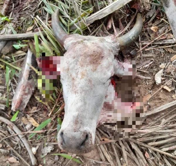 Abigeos golpean a familias horqueteñas