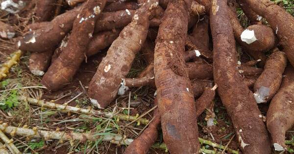 La Nación / Ñacunday: tras exitosa cosecha de 30 mil kilos de mandioca por ha inician otra siembra