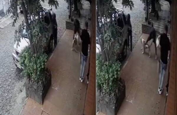 [VIDEO] Pitbull que mató 20 animales, causa terror en vecindario