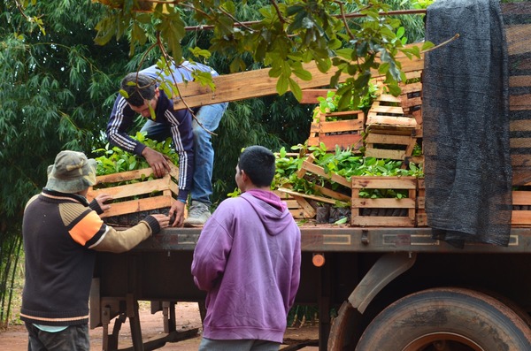 INDI benefició a 365 familias de las comunidades Mbya Guaraní con plantas de yerba mate y kits de herramientas