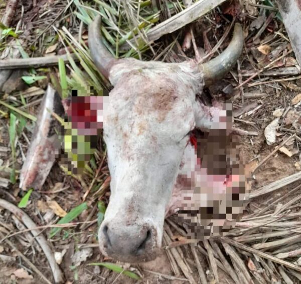 Abigeos golpean a familias horqueteñas