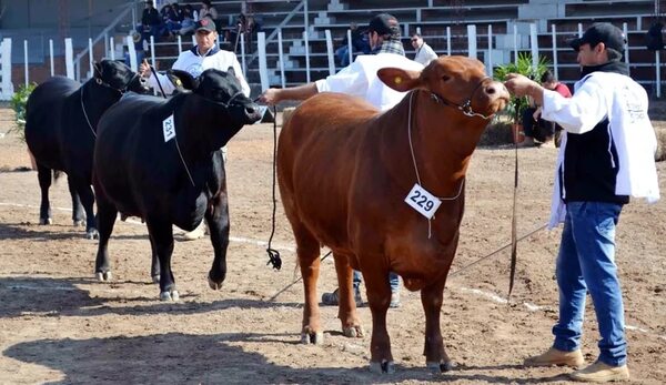 La Expo Rodeo Trébol se prepara para su 47 edición - Noticias del Chaco - ABC Color