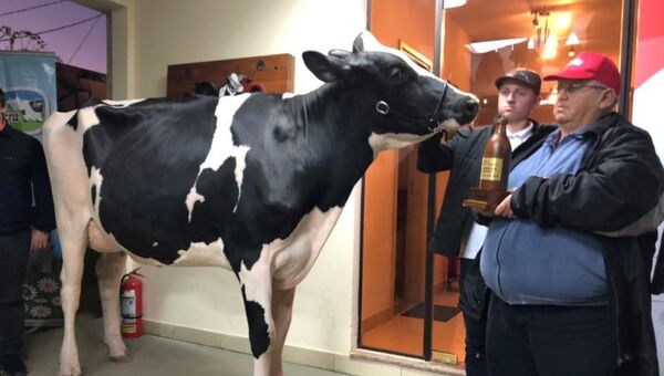Con buena leche: Mejor lechera de la Expo produjo 45,4 litros en un día (y por primera vez, compitió y fue vendida una Holando roja)