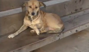 ¿A quién espera el ''Hachiko'' lambareño? - SNT