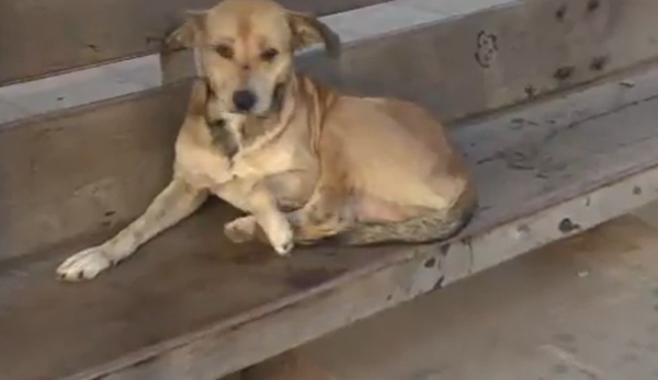 ¿A quién espera el ''Hachiko'' lambareño? - SNT