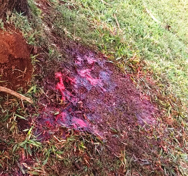 Vaka’uha sacrificaron vaquilla preñada de raza Nelore en una granja de Hernandarias - La Clave