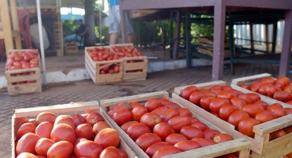 Fepama lamenta prohibición del uso de cajas de madera en productos frutihorticolas