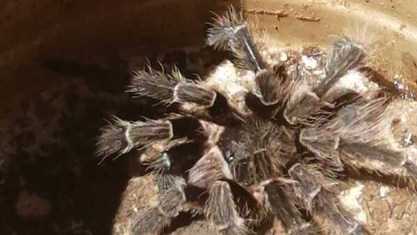 Niño fue picado por tarántula y necesita ayuda