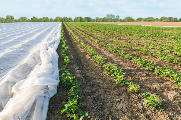 Lluvias escasas y mínimas superiores a 5 °C para gran parte del área agrícola de Paraguay