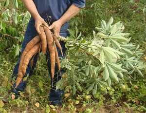 JOVEN INTENTÓ HURTAR PLANTACIÓN DE MANDIOCA Y QUEDÓ DETENIDO