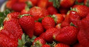 La Nación / Expo Frutilla: Coseche, pague y lleve - OJO Galería