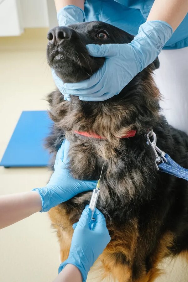 Por el Día del Perro, la Municipalidad de Asunción ofrecerá asistencia veterinaria gratis - Mascotas - ABC Color