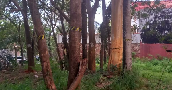 ¡Árboles en peligro! Ciudadanos capitalinos preocupados ante posible construcción de un supermercado
