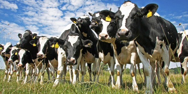 Fonterra registró leve caída de precio en la segunda subasta de julio