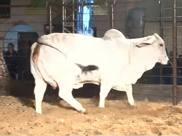 En el Remate de las Estrellas de la Expo se rompió el récord de la raza Brahman - La Tribuna