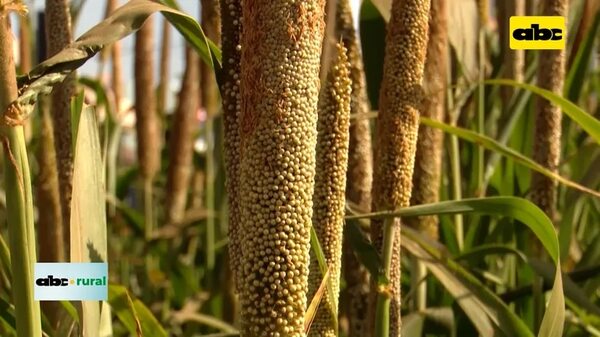 Video: uso de biológicos y la importancia de conocer combinación con químicos - ABC Rural - ABC Color