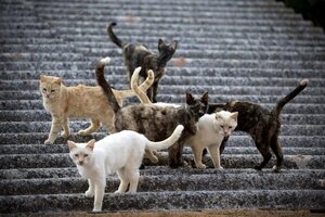 OMS alerta de "elevado" número de gatos con queja aviar
