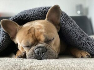 Invierno: la resequedad, podría hacer que tu perro o tu gato sienta picazón - Mascotas - ABC Color