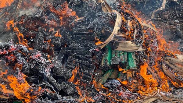 Destruyen más de 900 kilos de marihuana por disposición judicial