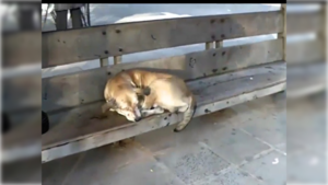 El 'Hachiko' lambareño que emociona a todos en una parada de bus