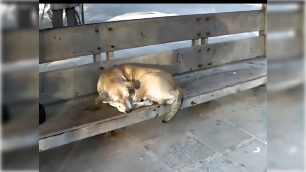 El 'Hachiko' lambareño que emociona a todos en una parada de bus