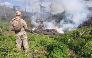 Desmantelan campamentos y eliminan más de 23 toneladas de droga en Caazapá – Prensa 5