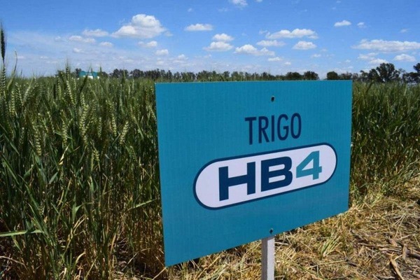 Ministro arremete contra sectores que rechazan el trigo HB4: “no tienen fundamentos técnicos ni científicos” | 1000 Noticias