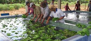 Productores asociados de Guajayvi se destacan mediante la buena producción bananera - .::RADIO NACIONAL::.