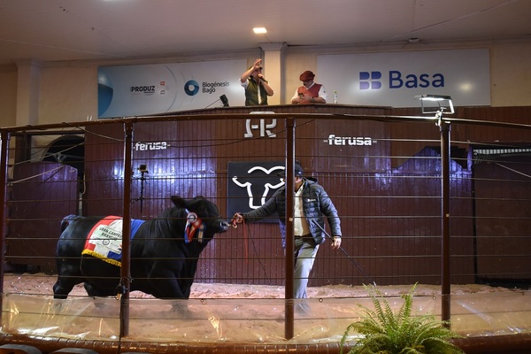 Ferusa realizó una “excelente venta” de Brangus de bozal y packs embrionarios