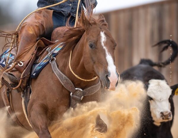 El Rodeo remata caballos Cuarto de Milla, Árabes y Appaloosa, hoy jueves