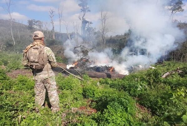 Desmantelan campamentos y eliminan más de 23 toneladas de droga en Caazapá