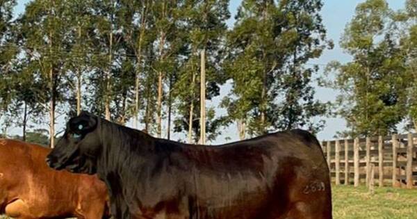 La Nación / Brangus subastó por más de G. 200 millones al ejemplar de campo más cotizado