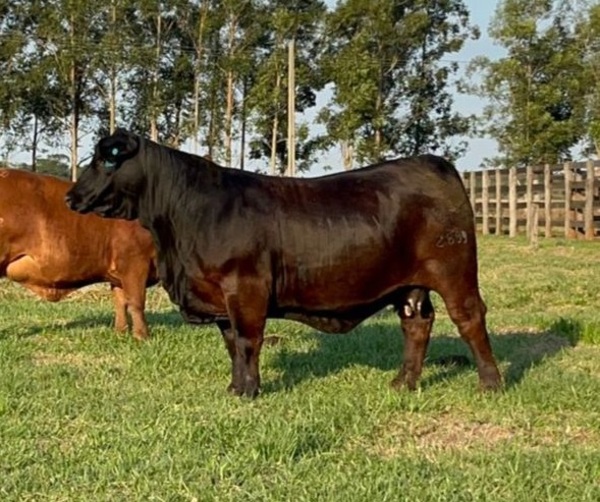 El animal de campo mejor cotizado de la Expo 2023 se subastó por un valor de más de G. 200 millones - MarketData