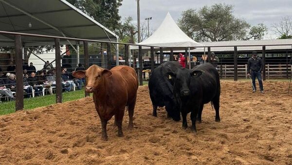 Expo 2023: Brangus vendió el ejemplar de campo más caro (y Control Unión destacó liderazgo de Nelore en faena)