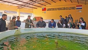 Villarica busca sumarse a la producción de alevines de surubí - Informatepy.com