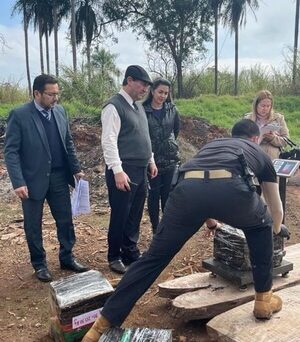 Incineran más de 900 kilos de marihuana por disposición judicial – Diario TNPRESS
