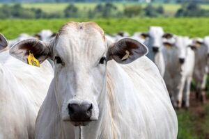 La raza Nelore representa el 45% de la faena de bovinos en Paraguay, según informe - MarketData
