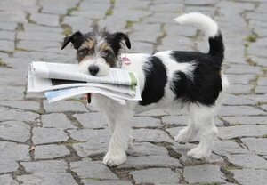 Día Internacional del Perro: Celebrando a nuestros leales compañeros - Mascotas - ABC Color