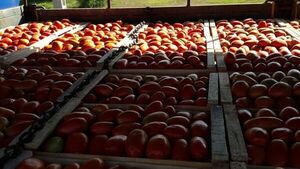 Productores de tomate soportan mal momento por causa del contrabando | Radio Regional 660 AM