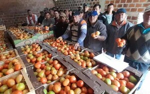 Tomateros de Coronel Oviedo no venden sus productos y denuncian que MAG protege a contrabandistas – Prensa 5