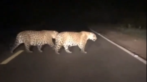 ¡Belleza felina! Captan a yaguaretés cruzando la ruta Bioceánica