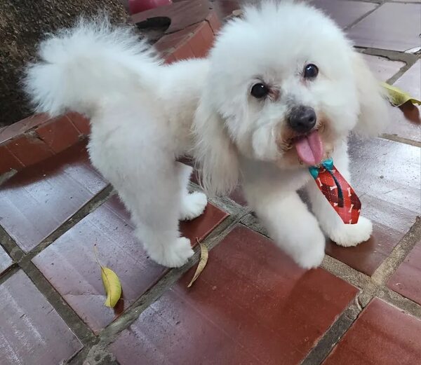 Ruffi - Encontrá a tu mascota - ABC Color