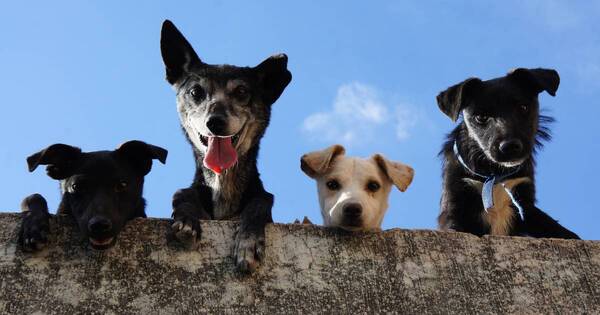 La Nación / ¡Feliz día del perro! Conocé por qué se celebra internacionalmente a tu mascota