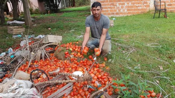 Tomateros denuncian abandono de Autoridades del MAG y UIC, mientras sus tomates se pudren - Nacionales - ABC Color