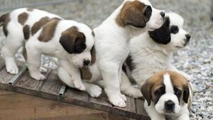 Día Mundial del Perro 2023: ¿Desde cuándo y por qué se celebra hoy? - Radio Imperio